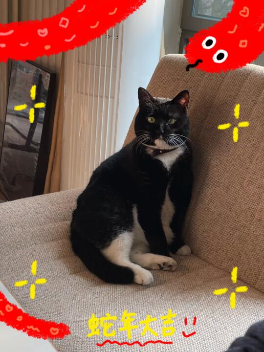 🐈‍⬛深焦小盲给大家拜年啦！🎉