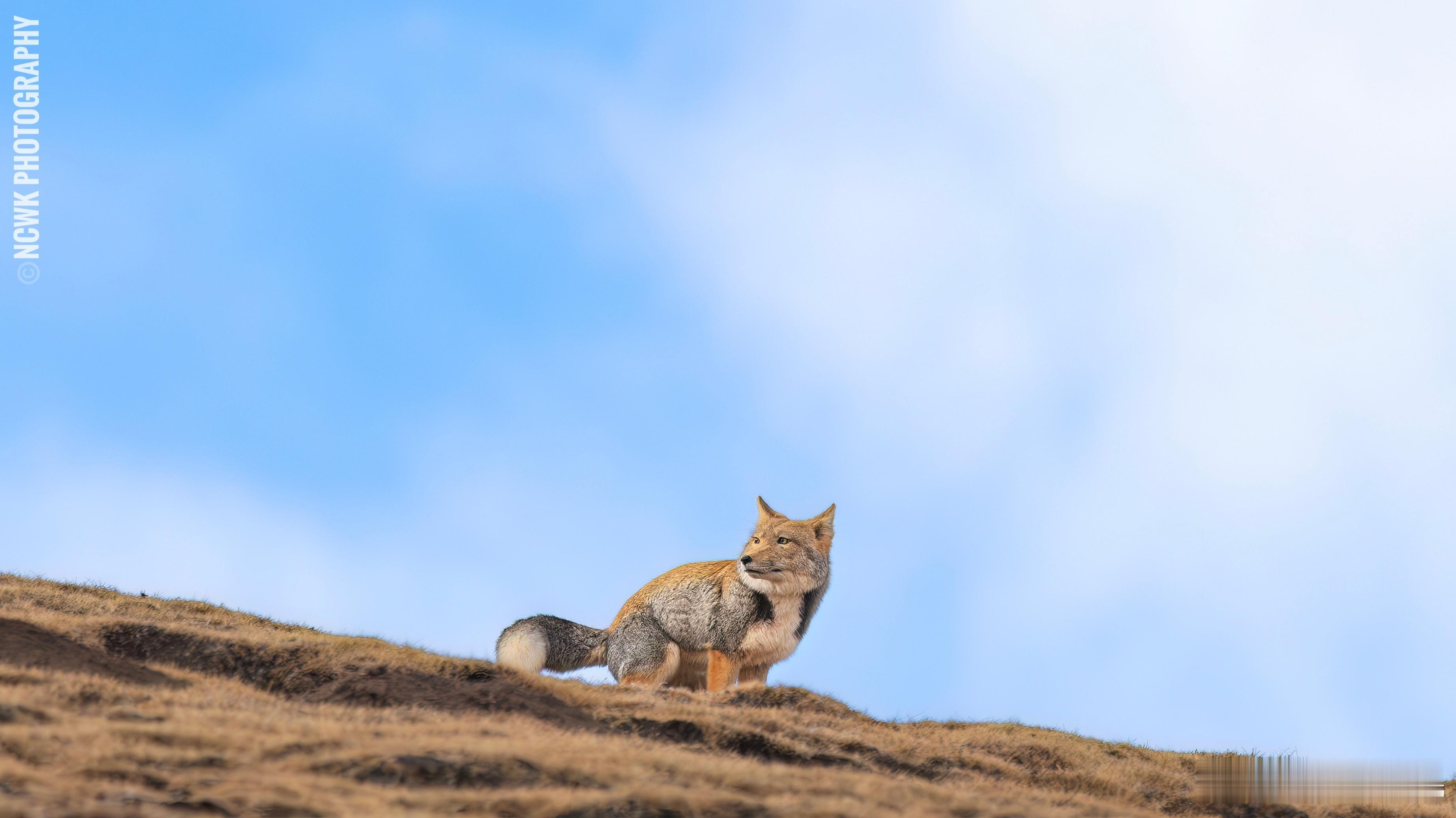 做自然的朋友奇妙生物圈 藏狐特别幽默。    当然了我说的幽默不是网红化之后被冠