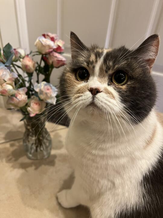 哪个小猫咪在偷花花呢
