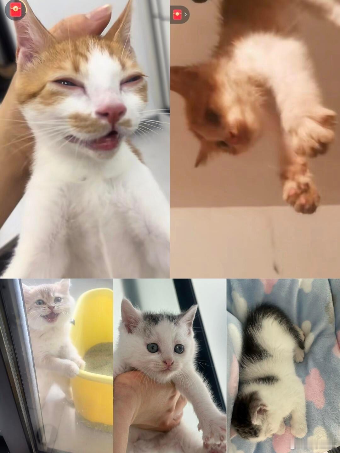 -杭州谁把小猫送到了这个人手里？？希望送养人赶紧看到！！ 