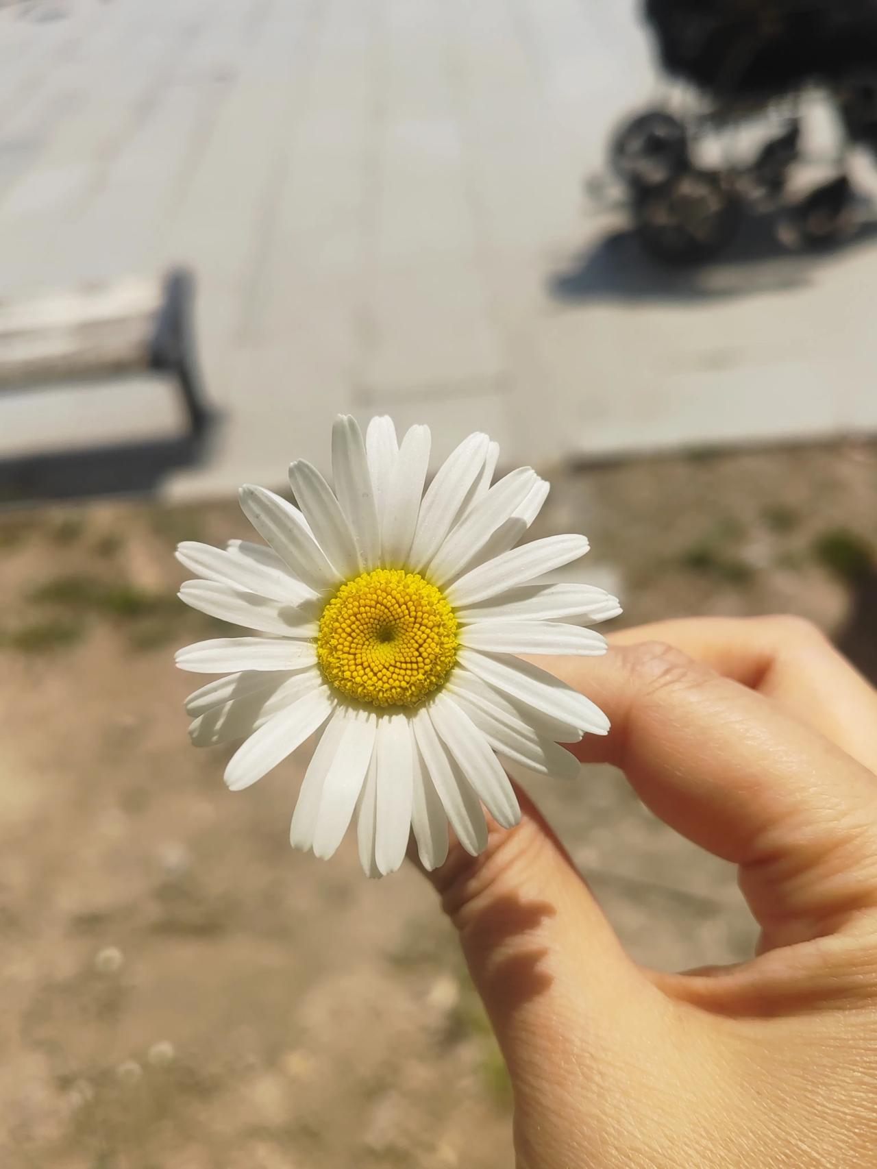 #分享你镜头下的夏日花草#