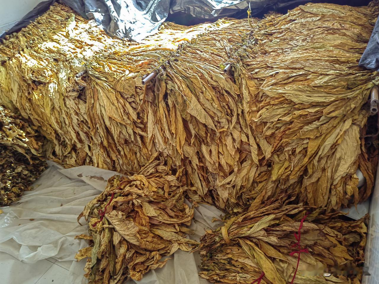 种烟人的辛苦，谁懂
今天我和亮亮准备去看婆婆，早上亮亮就出去买了菜、买了水果、买