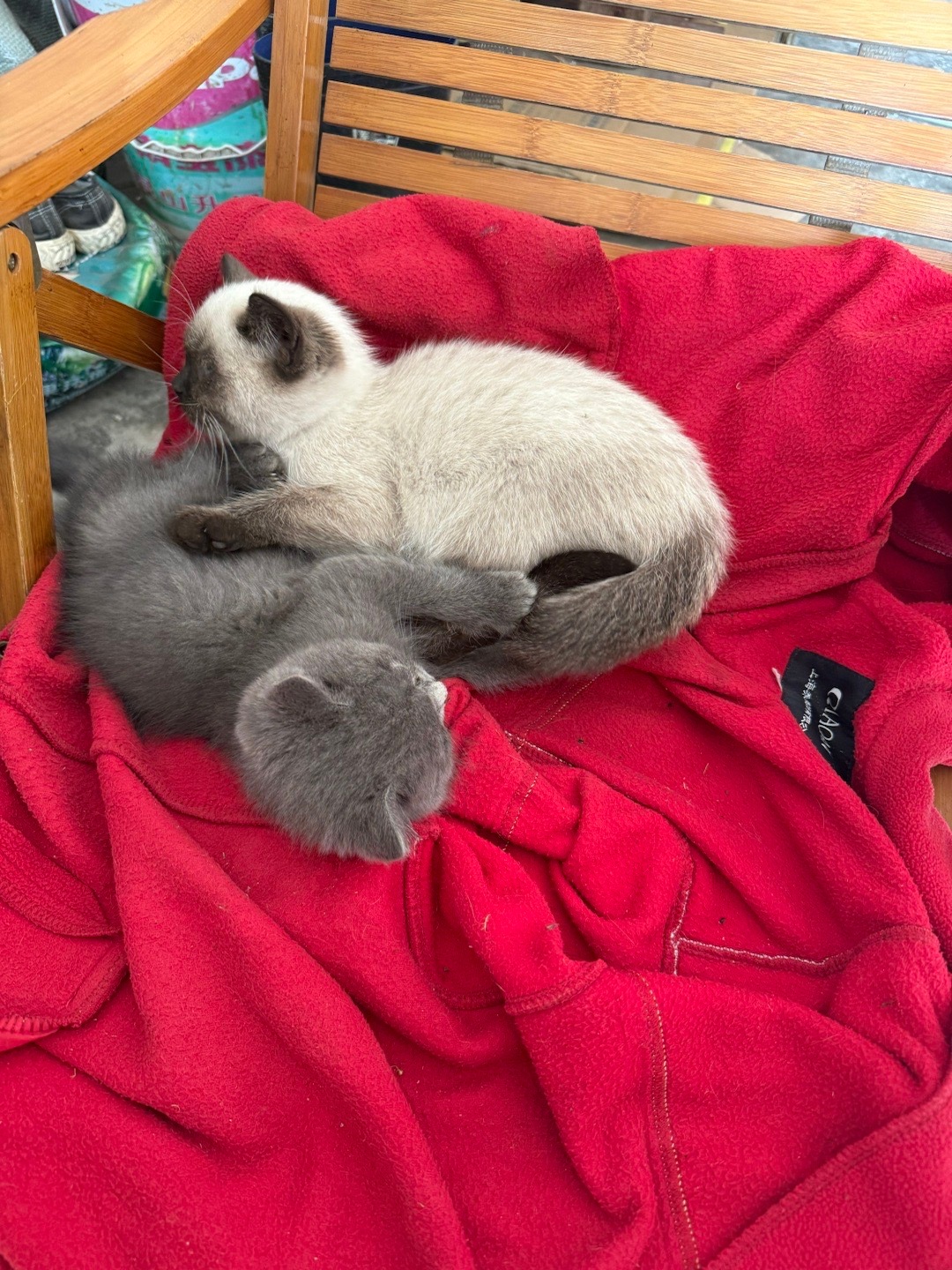 这两怎么那么能吃 养不起了我要 