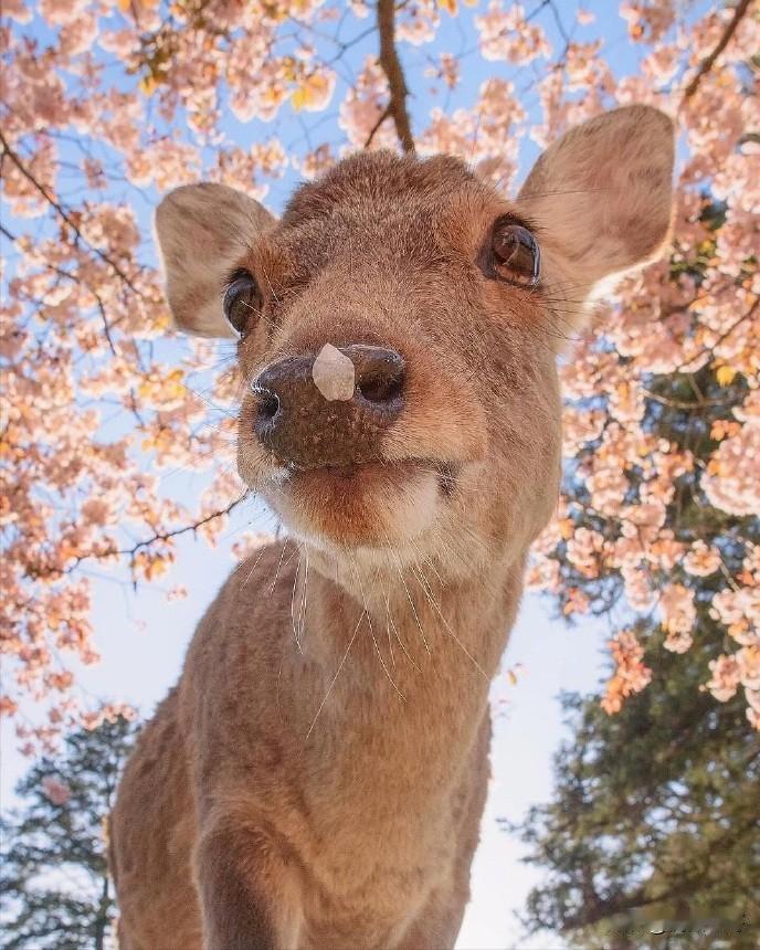 我个人建议让日本或者是印度进联合国五常，中国退出联合国五常。从此我国就不用交巨额