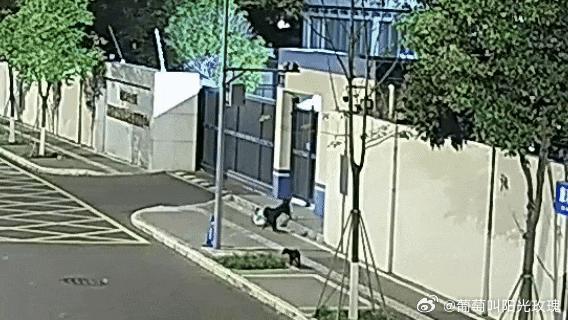 流浪狗带3崽偷了民警外卖近日成都高新公安00后民警秦天凌晨办结一起盗窃案件，连日