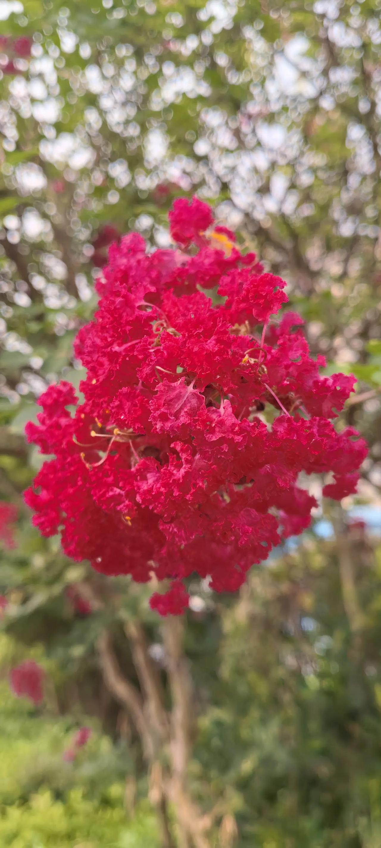 为这样有民族气节的校长拍手叫好！抗日战争胜利后，北大复校，代理校长傅斯年一上台，
