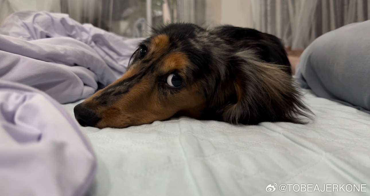 笑死我了桂味被退货了，大宝表妹高考结束，她一直很喜欢狗，之前养的小狗因为意外过世