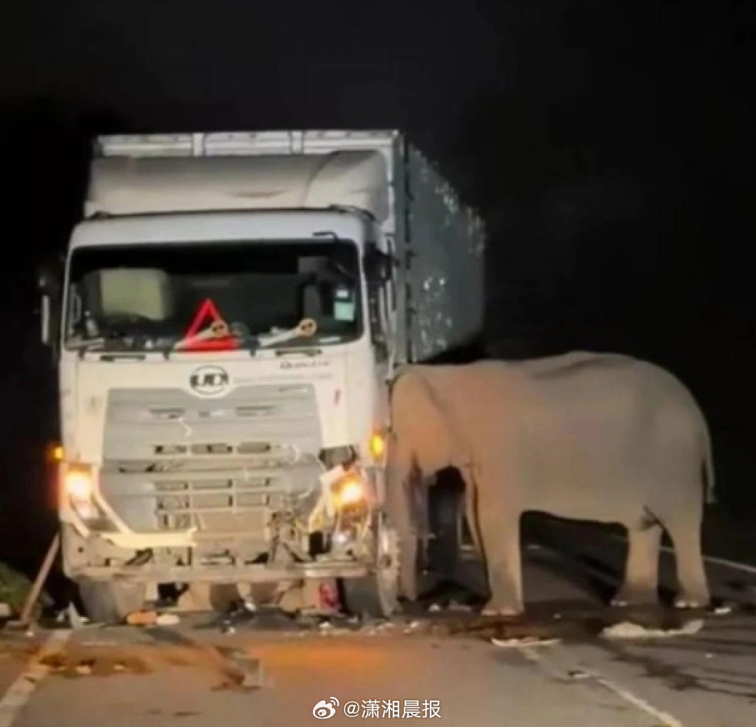 【#马来小象被撞死母象不离开尝试营救#】一辆货车在马来西亚东西大道上，撞死了一头