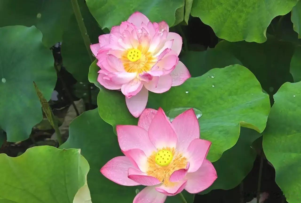 小池荷满，清风自来～ 
