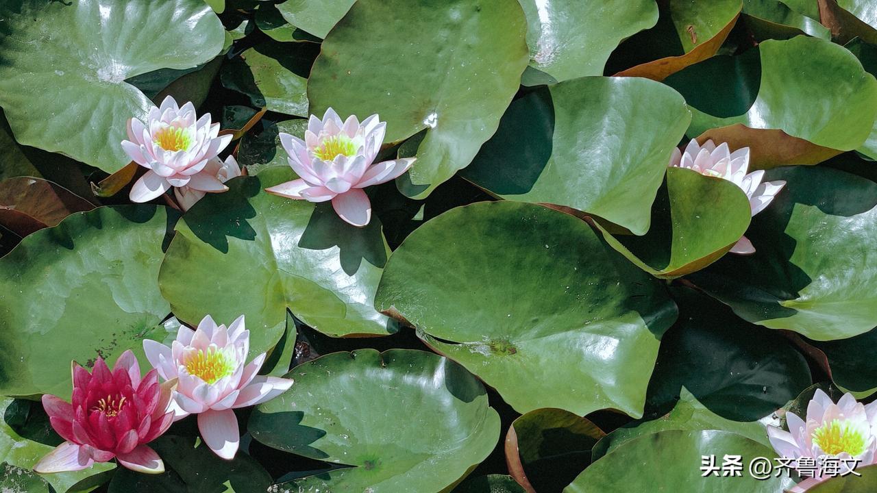 《咏莲》
碧叶连天远，红花映日明。
风来香自远，水静影尤清。