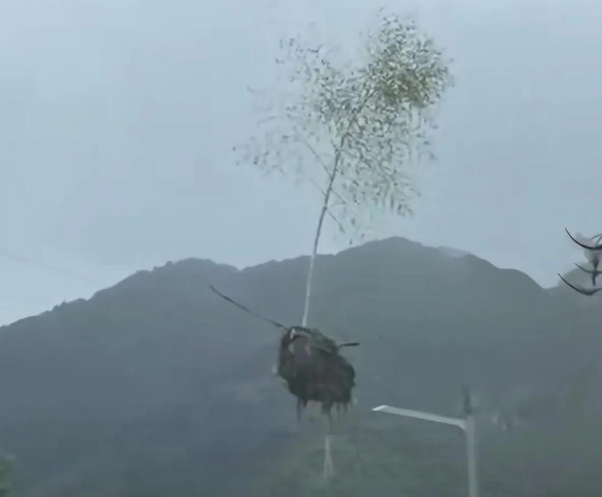 温州惊现“空中树”：悬空倒立走钢丝，全城用电竟稳如泰山

见过树上长电线，你见过