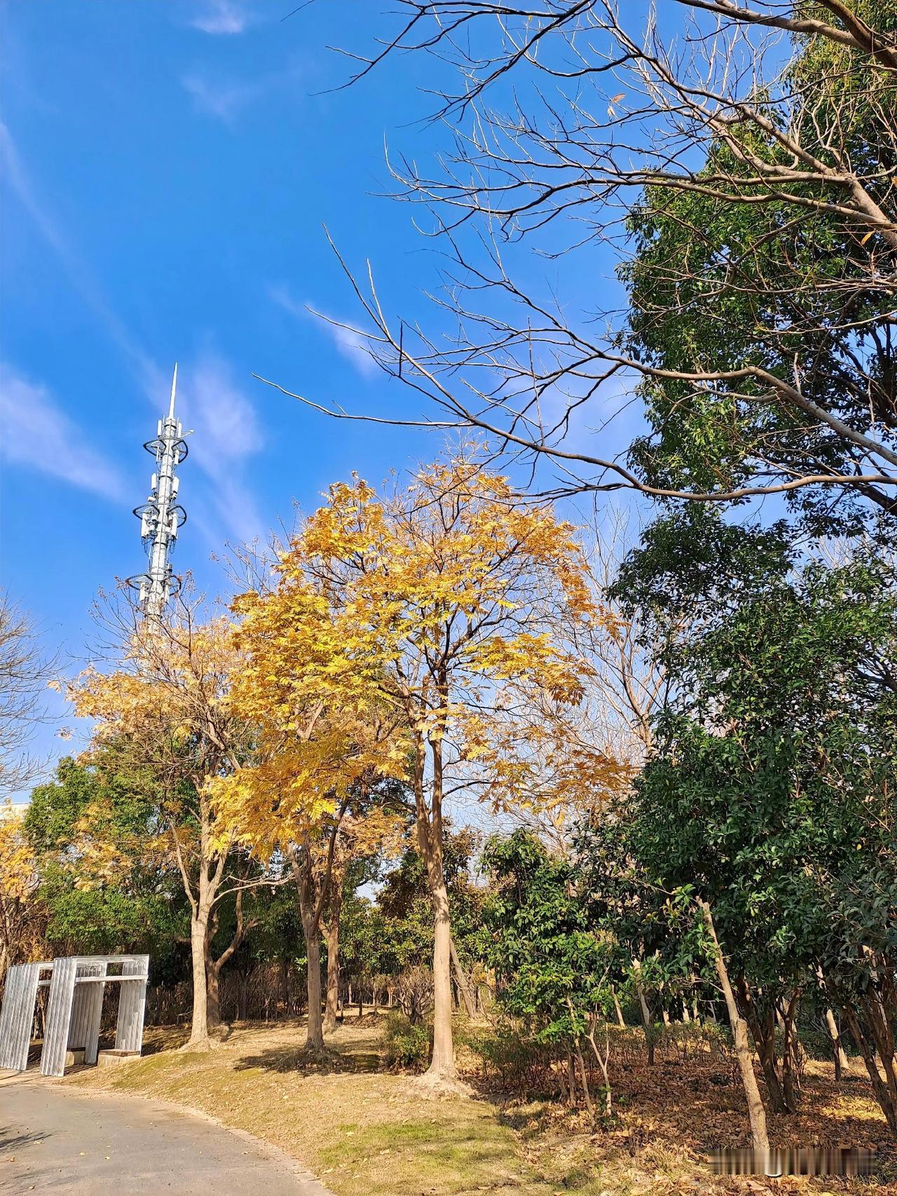 晒图笔记大赛蓝天白云落叶钢筋