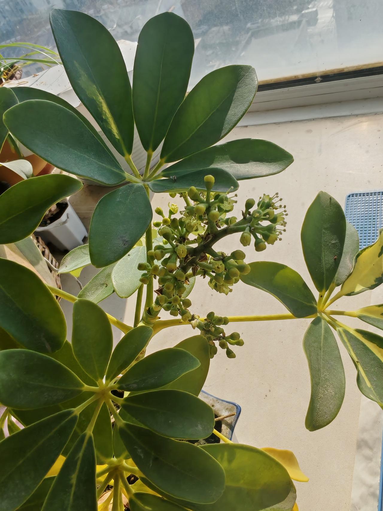 原来发财树有开花呀[星星眼]
征文终于过关了，
我不敢说以后永远不再参加头条的车