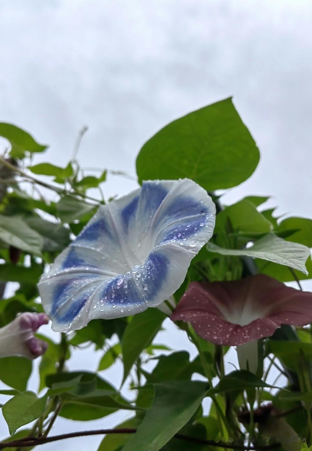 [牵牛花]
蓝白相间的牵牛花日常中少见，它的颜色特别，蓝白纵条纹相间，像水彩笔画