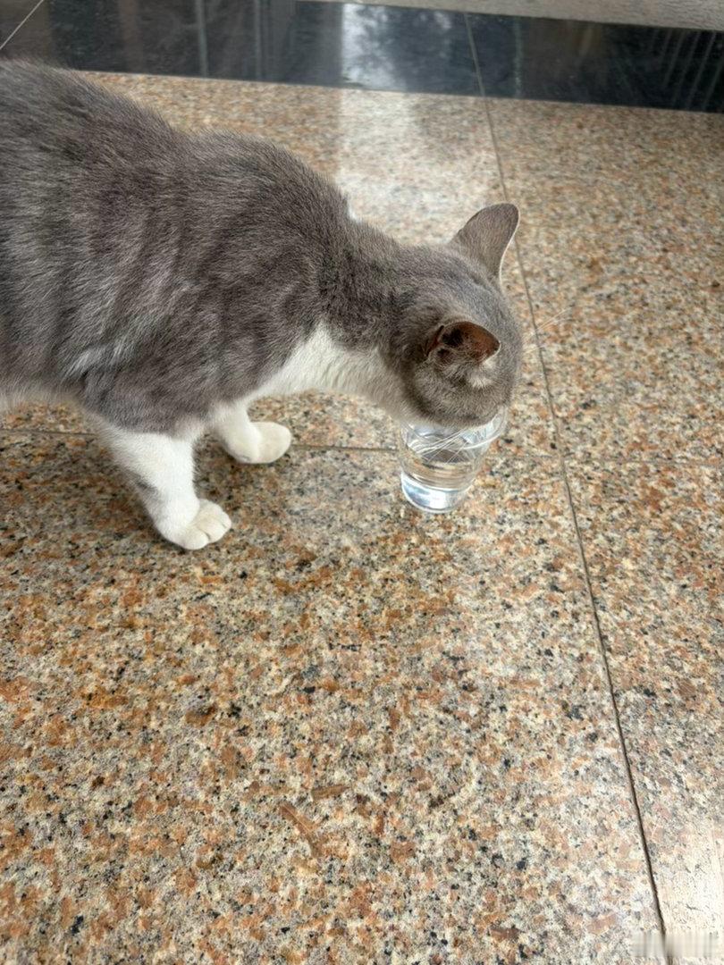 太萌了