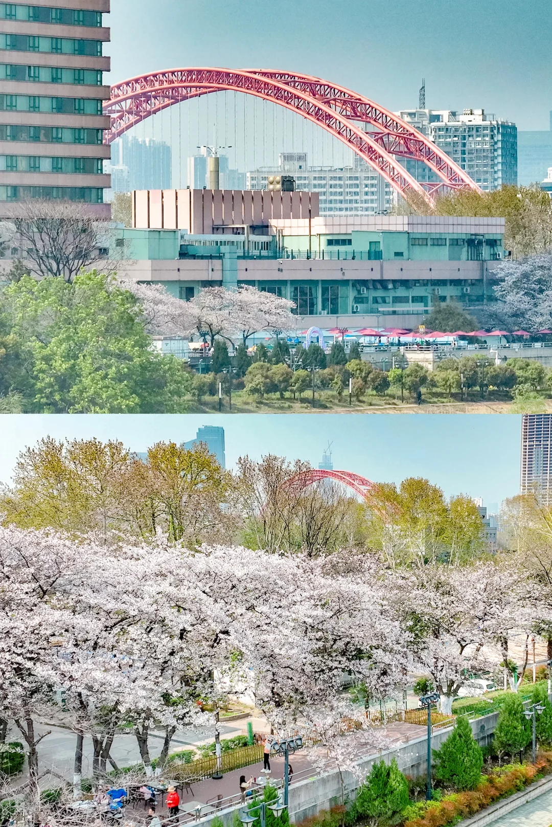 4月来武汉！这些地方的樱花你一定不要错过❗️