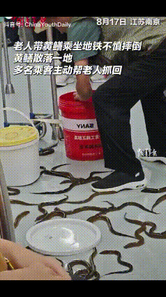 江苏南京，一位大叔提着满满一桶黄鳝乘地铁，没想到，大叔一个没站稳摔倒了，手里的桶