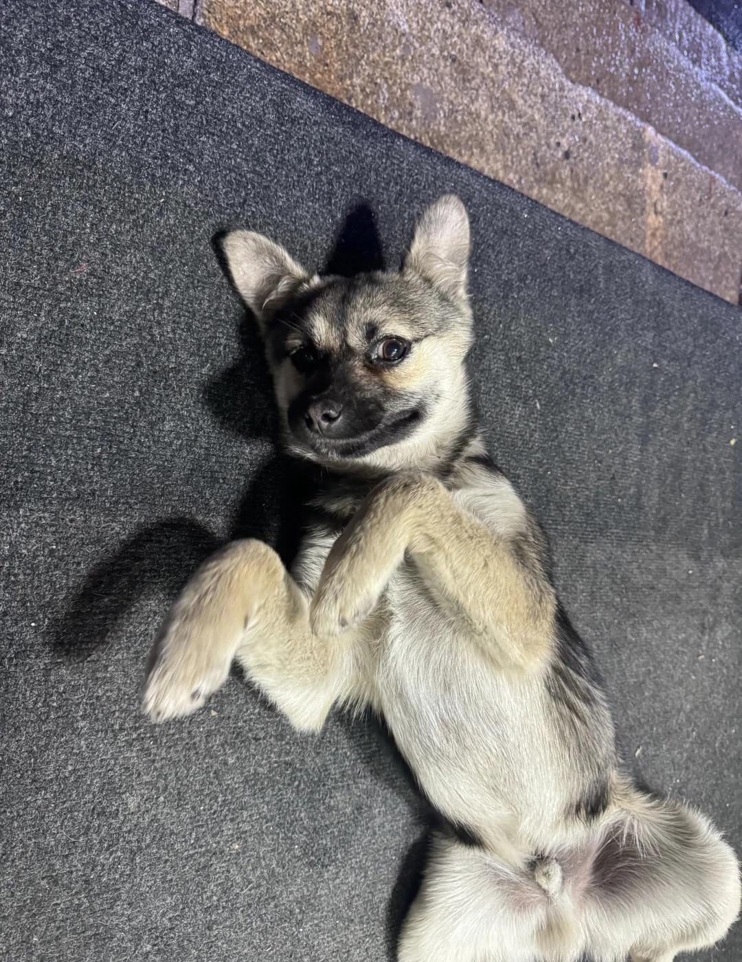 聊城聊堂路偷狗贼
找狗找狗找狗 球球 公狗喊名字有反应 5个月大 4月11凌晨2