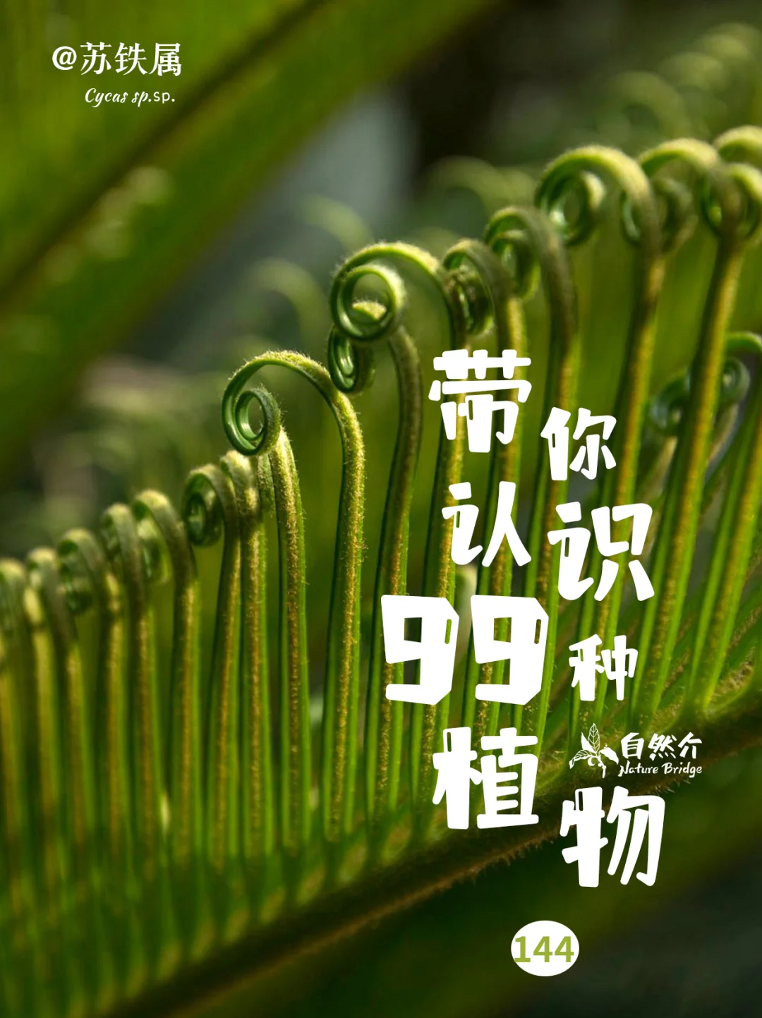 带你认识99种植物