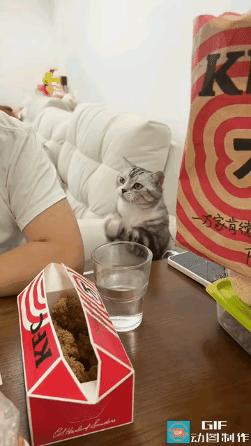 哈哈哈属实被这只小猫咪萌化了！为了一口美食，化身懂事小拜年精，不停作揖讨要零食，