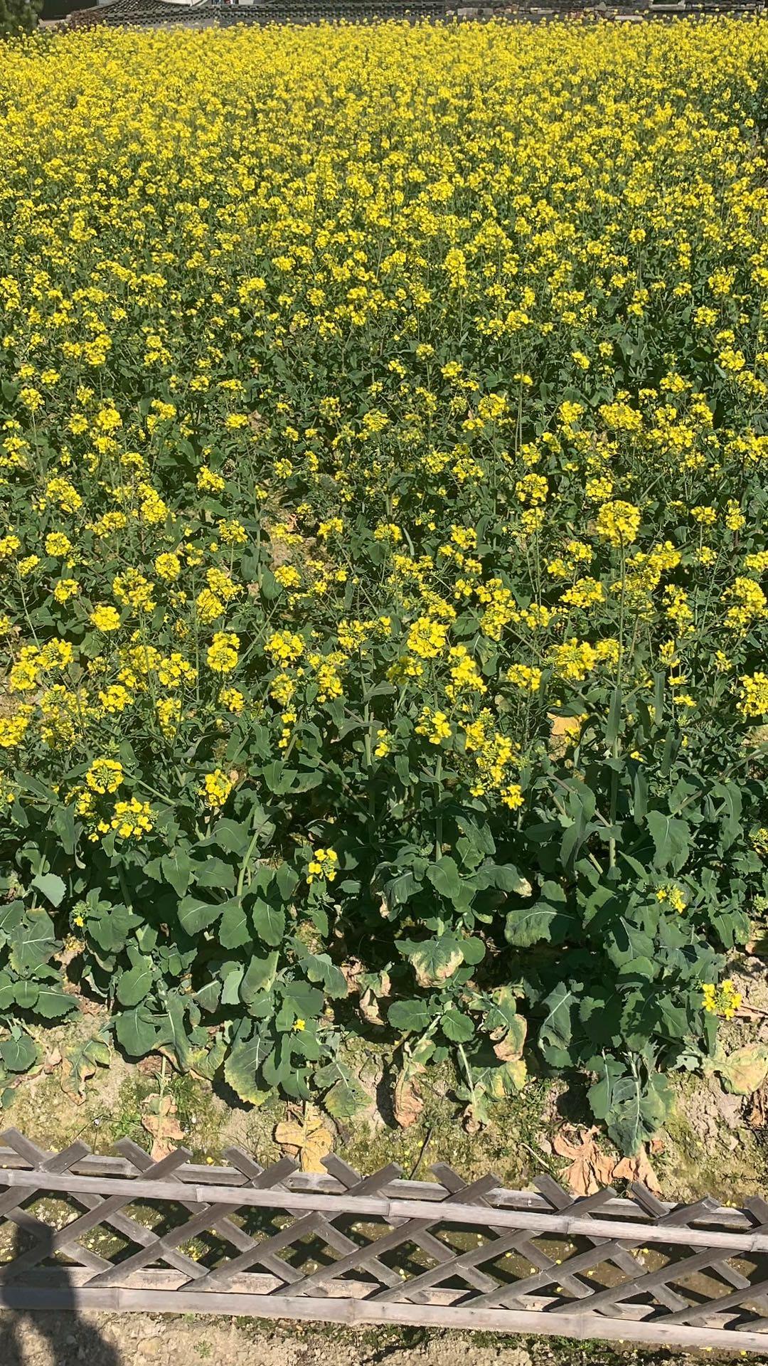 春日盛开的木兰花，繁花似锦，美不胜收！🌸🌸🌸