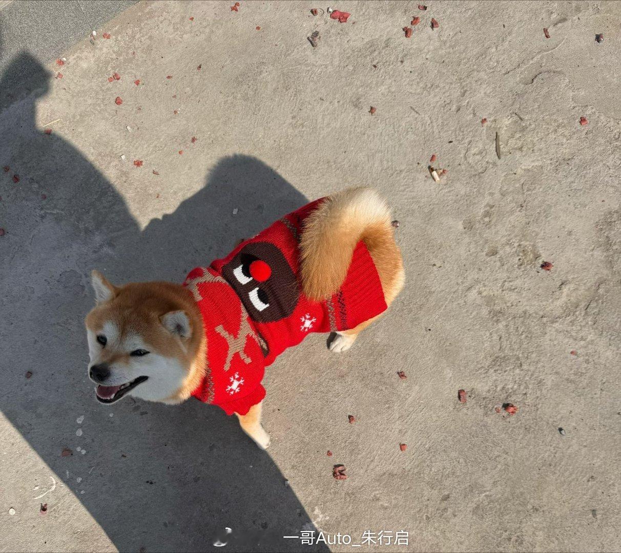 柴柴穿着还是挺喜庆的这个笑容也很日系风最近开工延期几天感觉又可以继续浪了大家今天