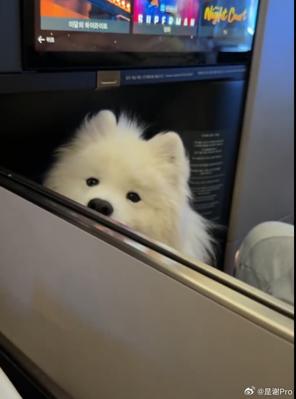 坐飞机时发现邻座是只耶耶 宠物能上飞机？ 是每张商务座都有这个待遇吗 