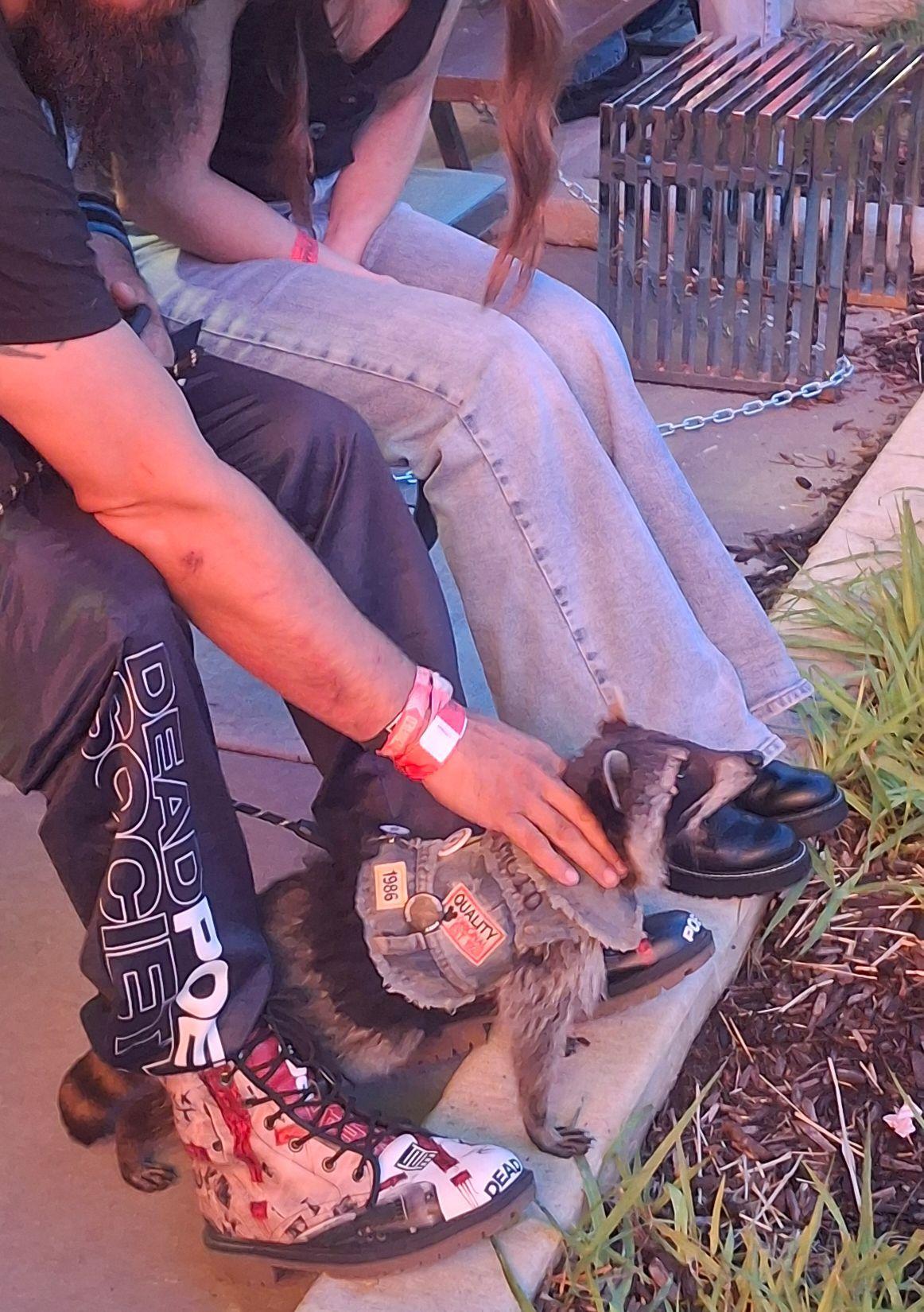 宠物浣熊穿着摇滚背心被带到音乐会现场，但它的听觉比人类敏锐得多，能探测到地下的老