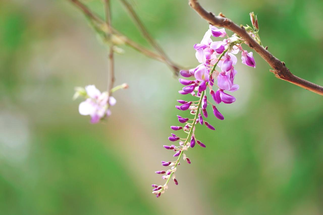 春日头茬韭菜配金黄鸡蛋，摊一张软乎乎的韭菜鸡蛋饼。鲜香扑鼻，咬一口满是春天的清爽
