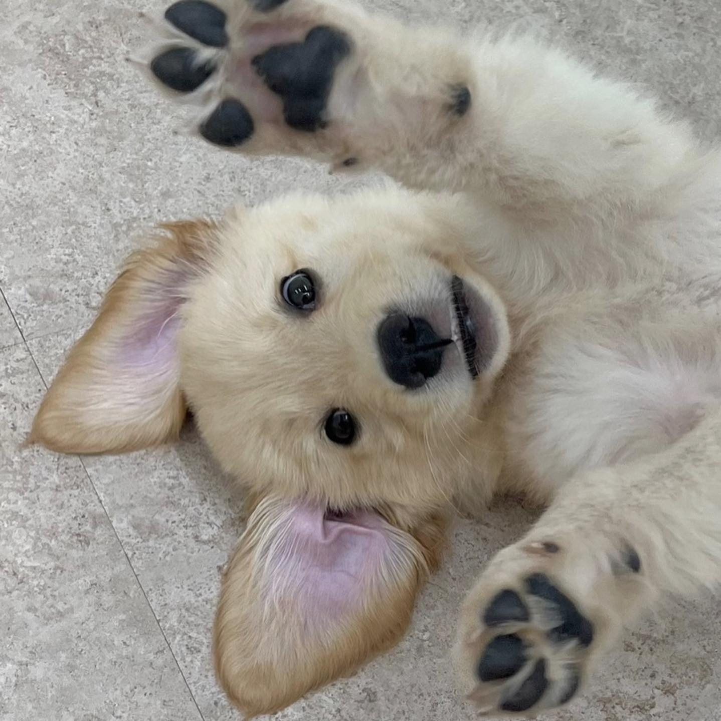 击个掌吧，相信我的小爪几可以给你带来好运 