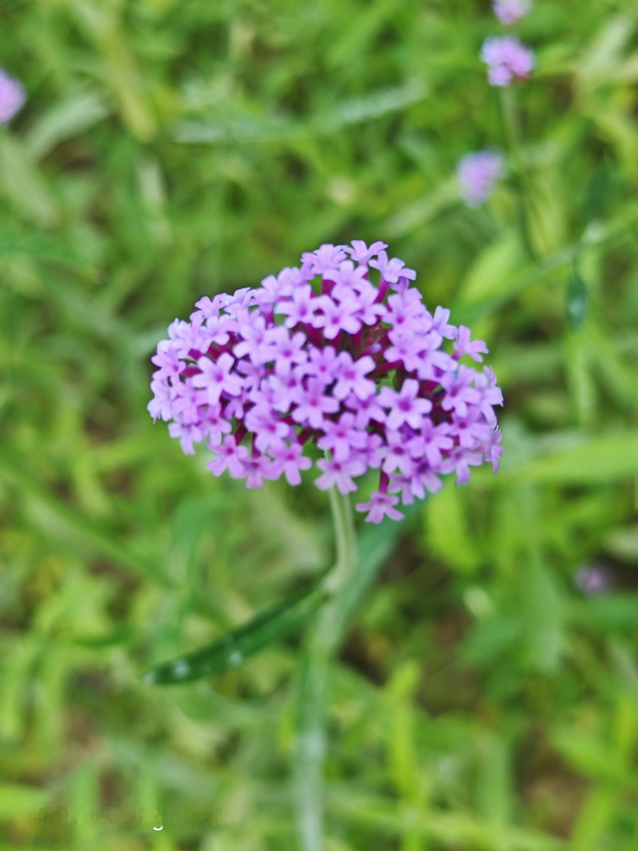 紫花点缀绿野间，清香扑鼻心欢颜。北京通州临河里路~馬鞭草花