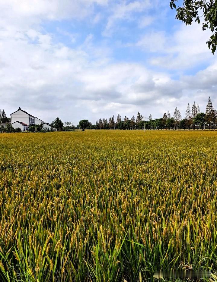 家里有老人的注意了！
2026年3月30日起，
新的殡葬制度就要正式实行了，
不