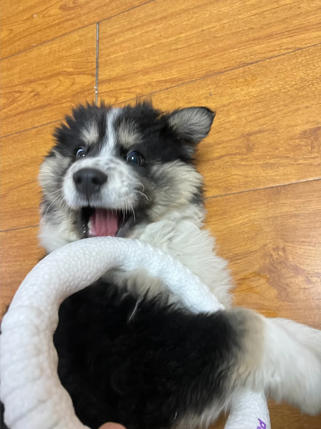 大尾巴狼睡着了