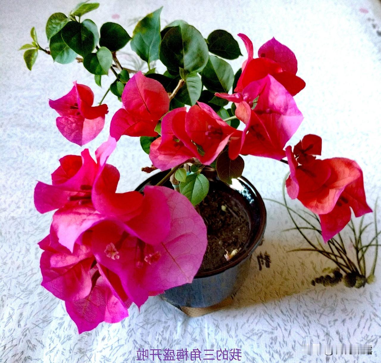 在你的家乡，爸爸的哥哥怎么称呼爸爸的哥哥称呼大大。