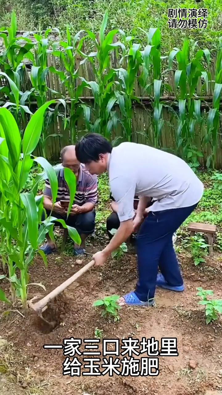 一家人在地干农活分工作业，这一幕真的太有才了。
一家三口来地里给玉米施肥，只见儿