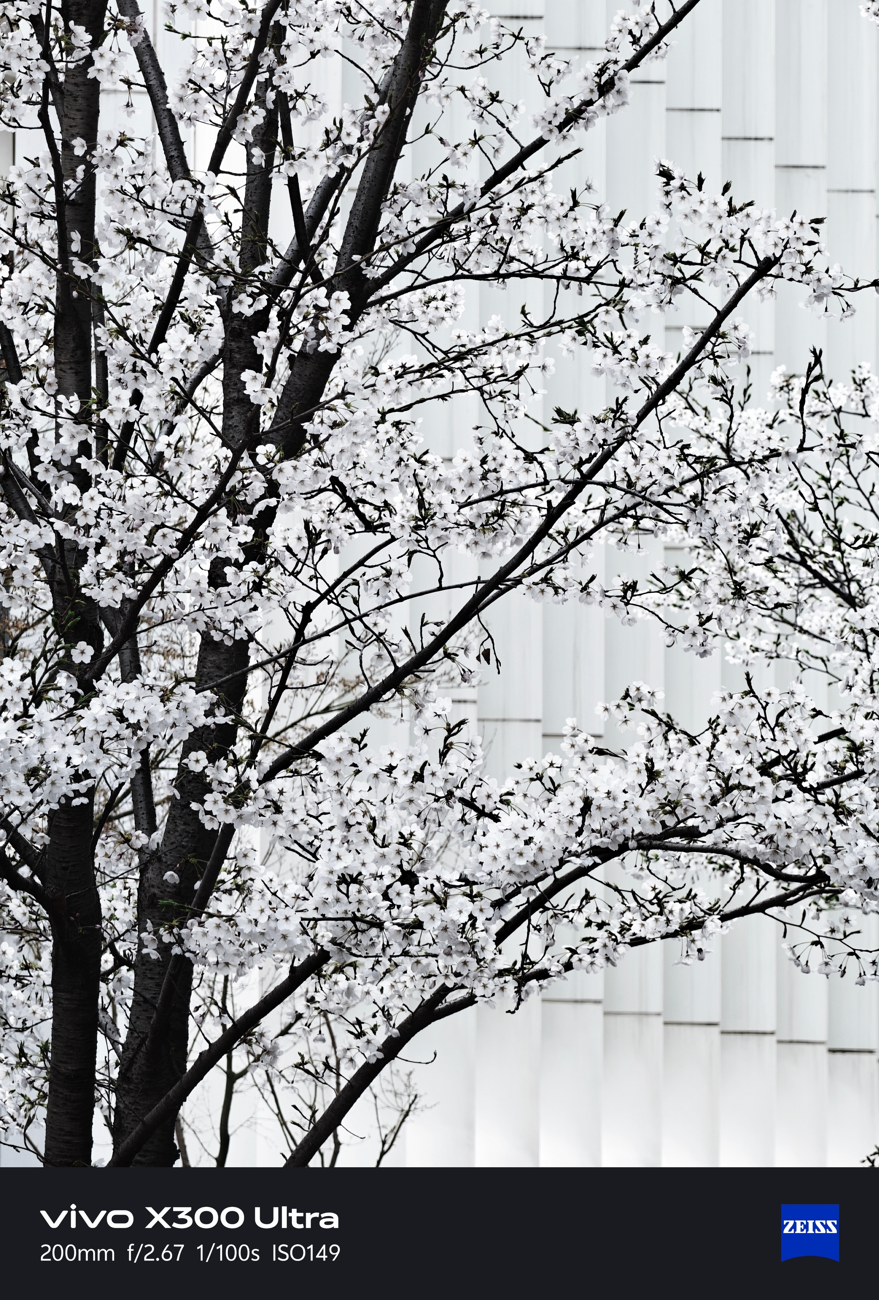 早！青岛的花也陆续开了 青岛