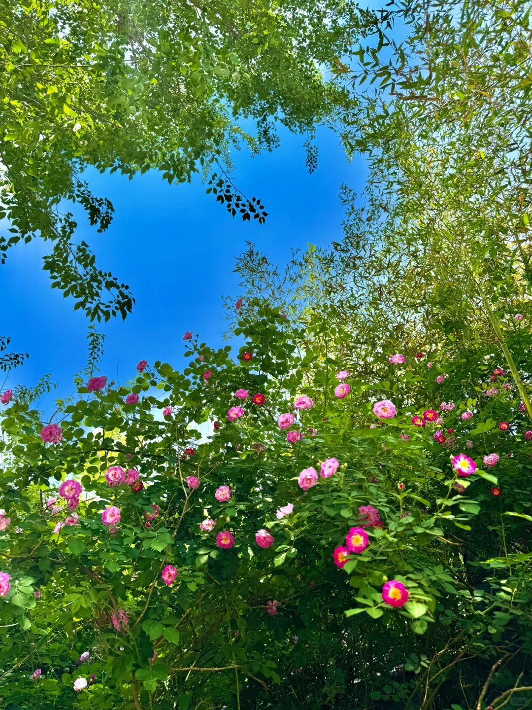 黄帝内经：女子在家静养是大补（立夏篇）