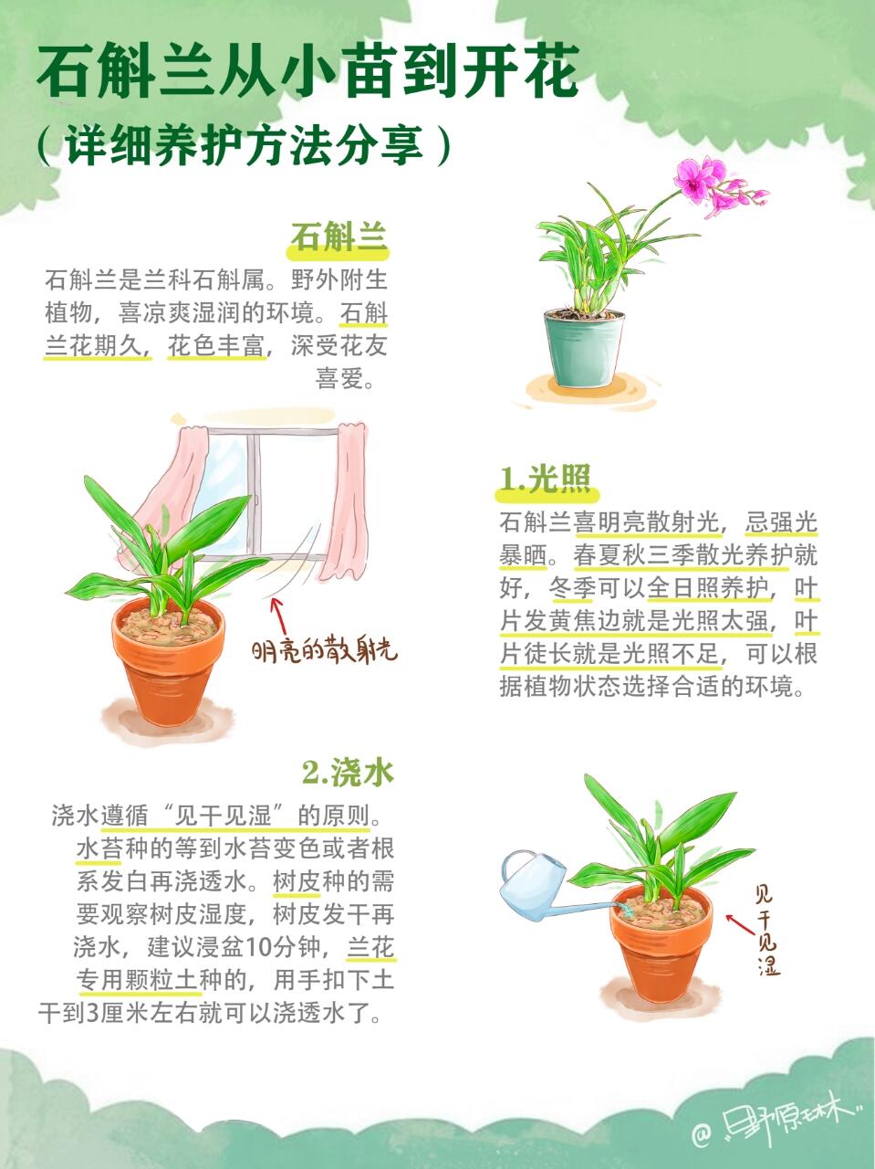石斛兰从小苗到开花，超全养护知识分享