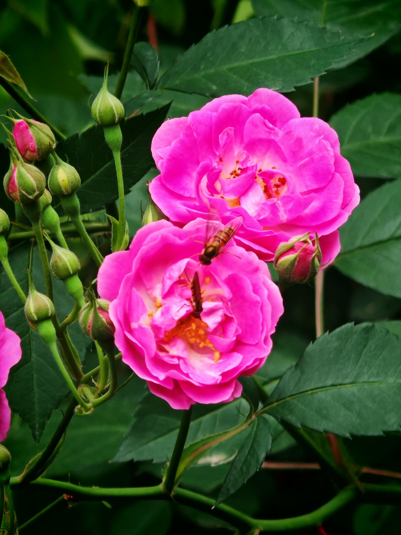 春风吹又生，远芳侵古道，晴翠接荒城。又送王孙去，萋萋满别情。