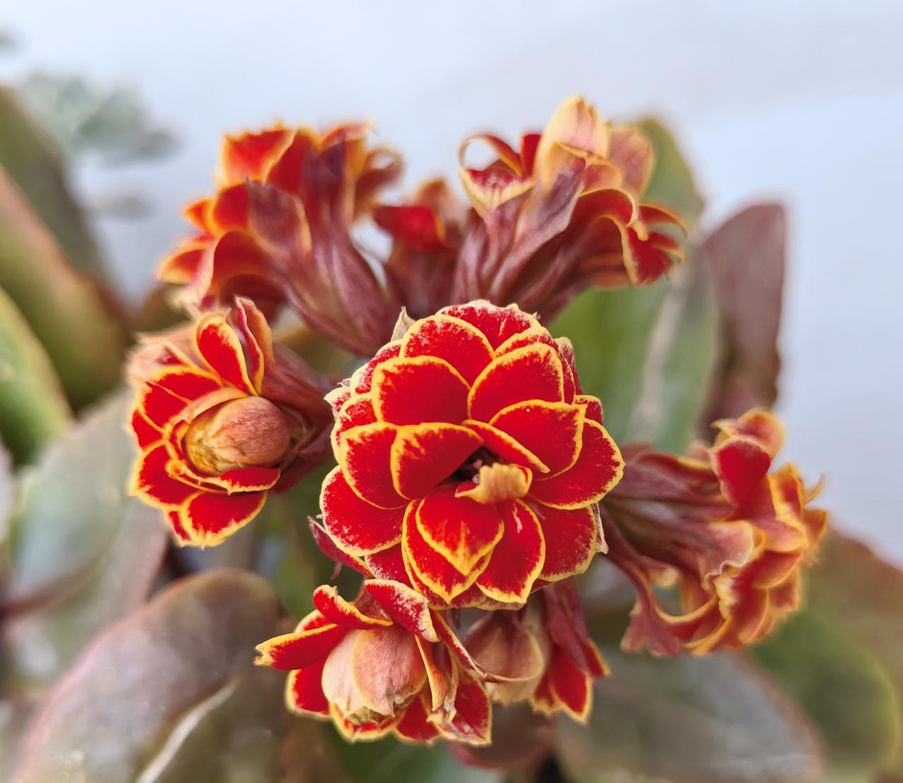 70岁左右的农村妇女，都是解放后生的，大部分小学毕业？错。

70岁+农村妇女文