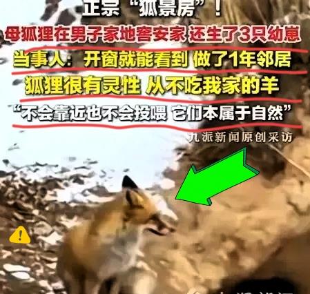 太治愈了！青海，一只狐狸在他家30米外安家生崽，不吃羊不偷鸡，做了快一年邻居，他