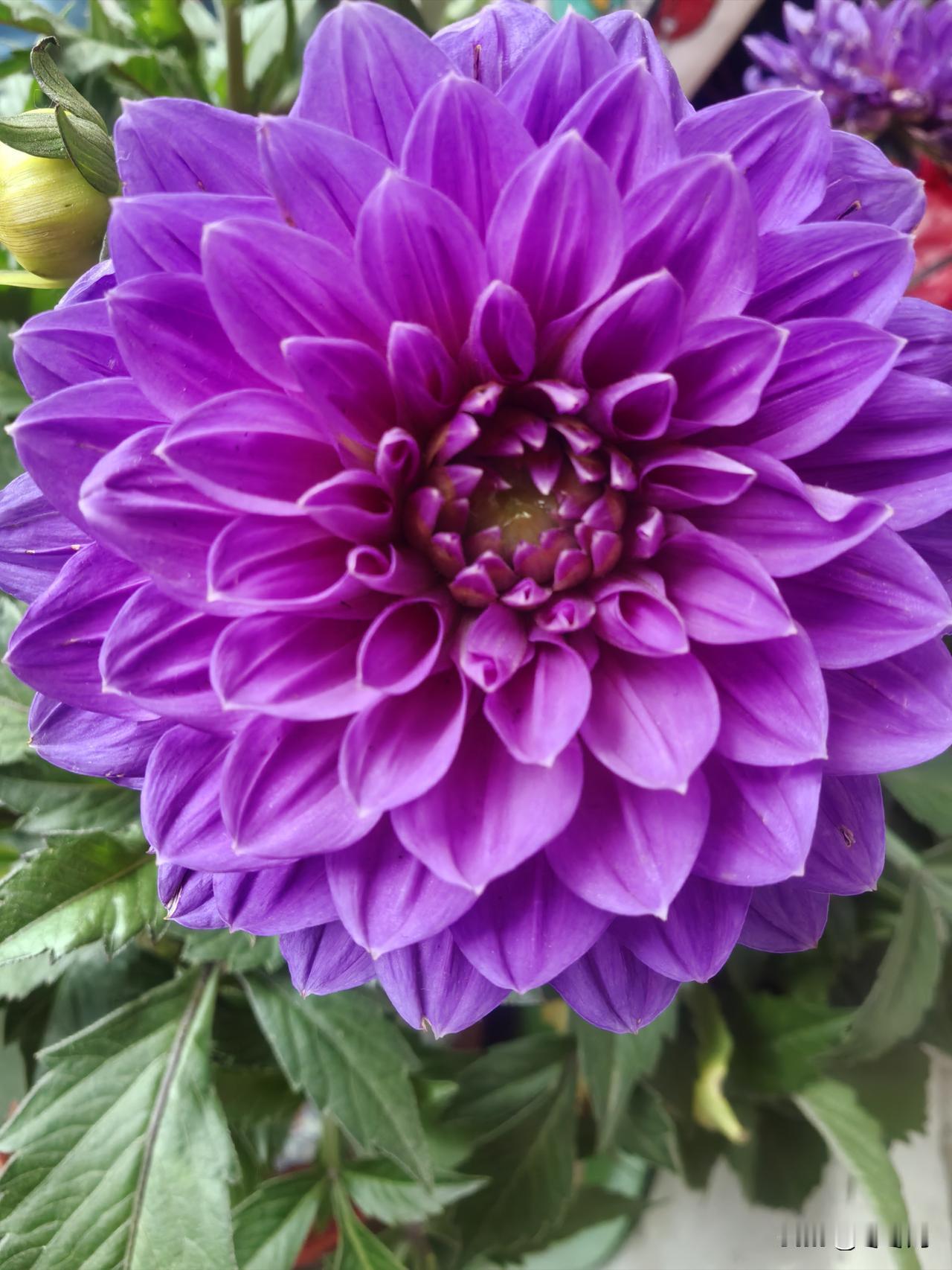 养花人
     我不太喜欢跟一大堆人相处，我喜欢在台上折腾我的花花草草。折腾完