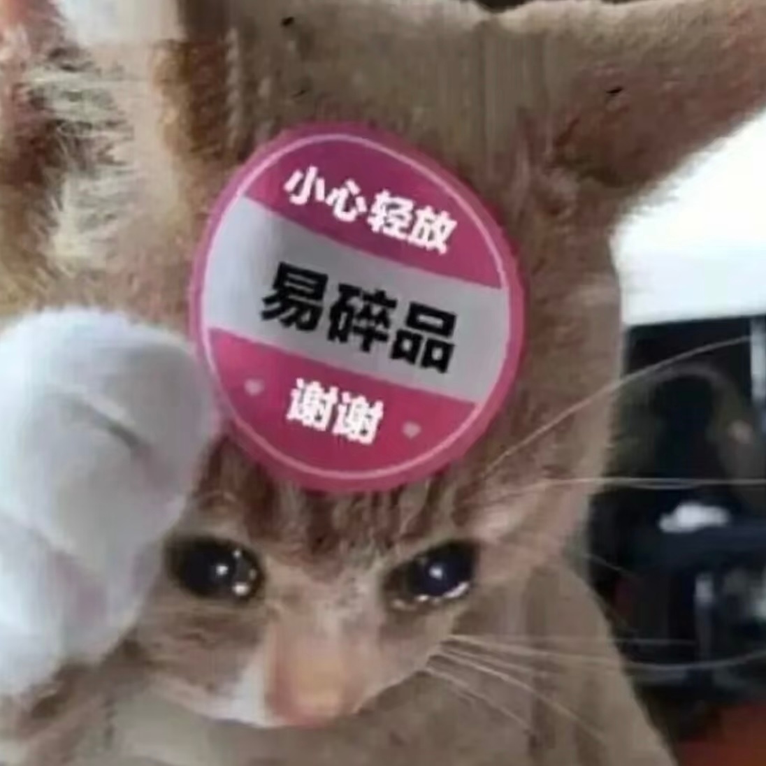 本身已经无比期望还剩两天的2024赶紧过去…如果幸福快乐都太难…但一定要健健康康
