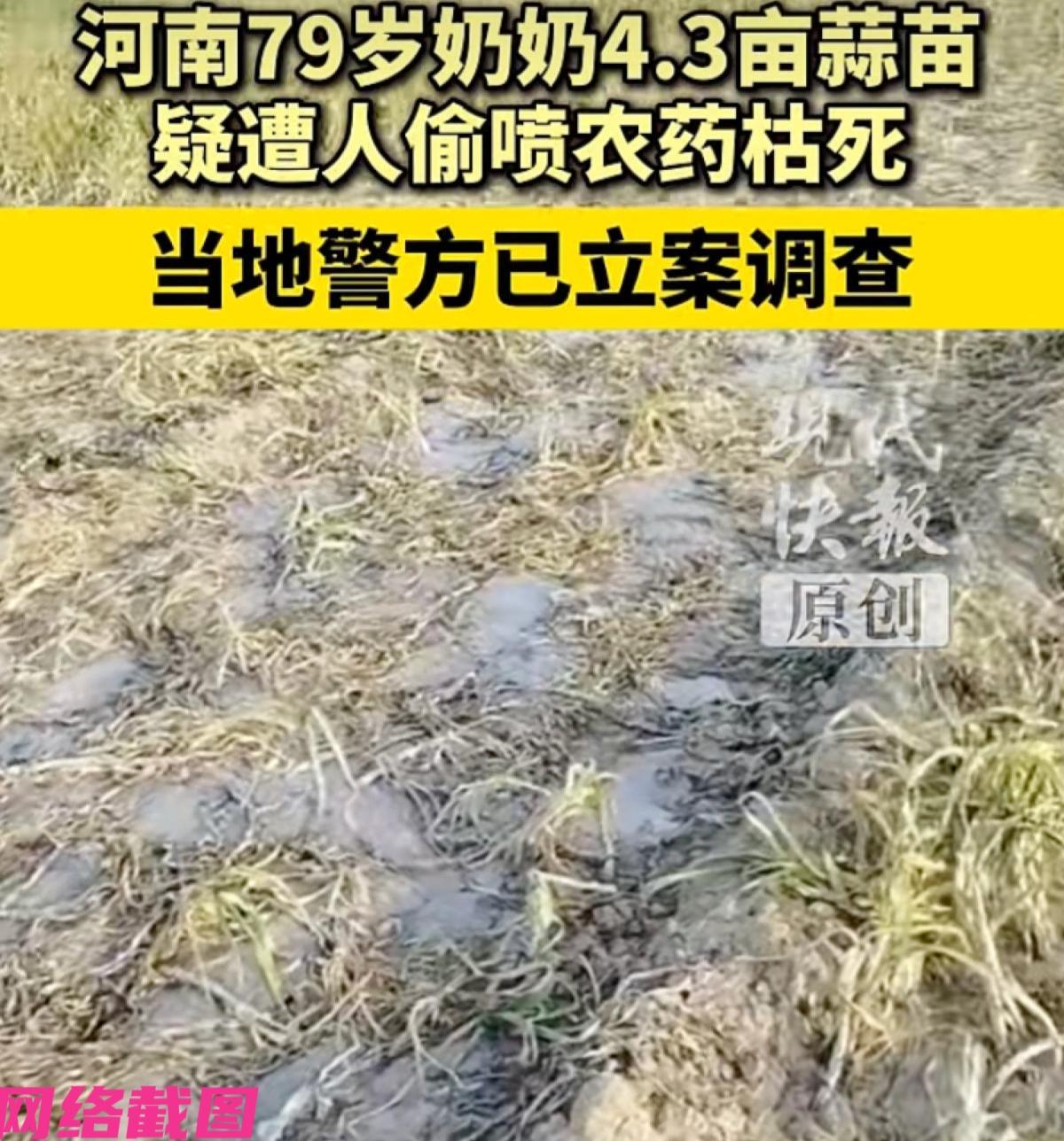河南开封有家七十多岁老奶奶的一块田地，还被不轨之人偷喷农药，让老奶奶种植的蒜苗全