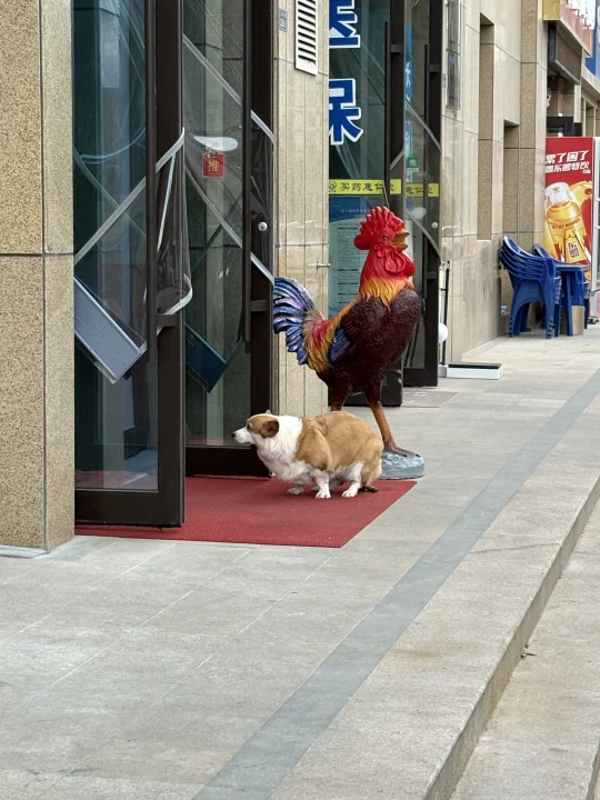 宝儿那可是新开的鸡汤店😭