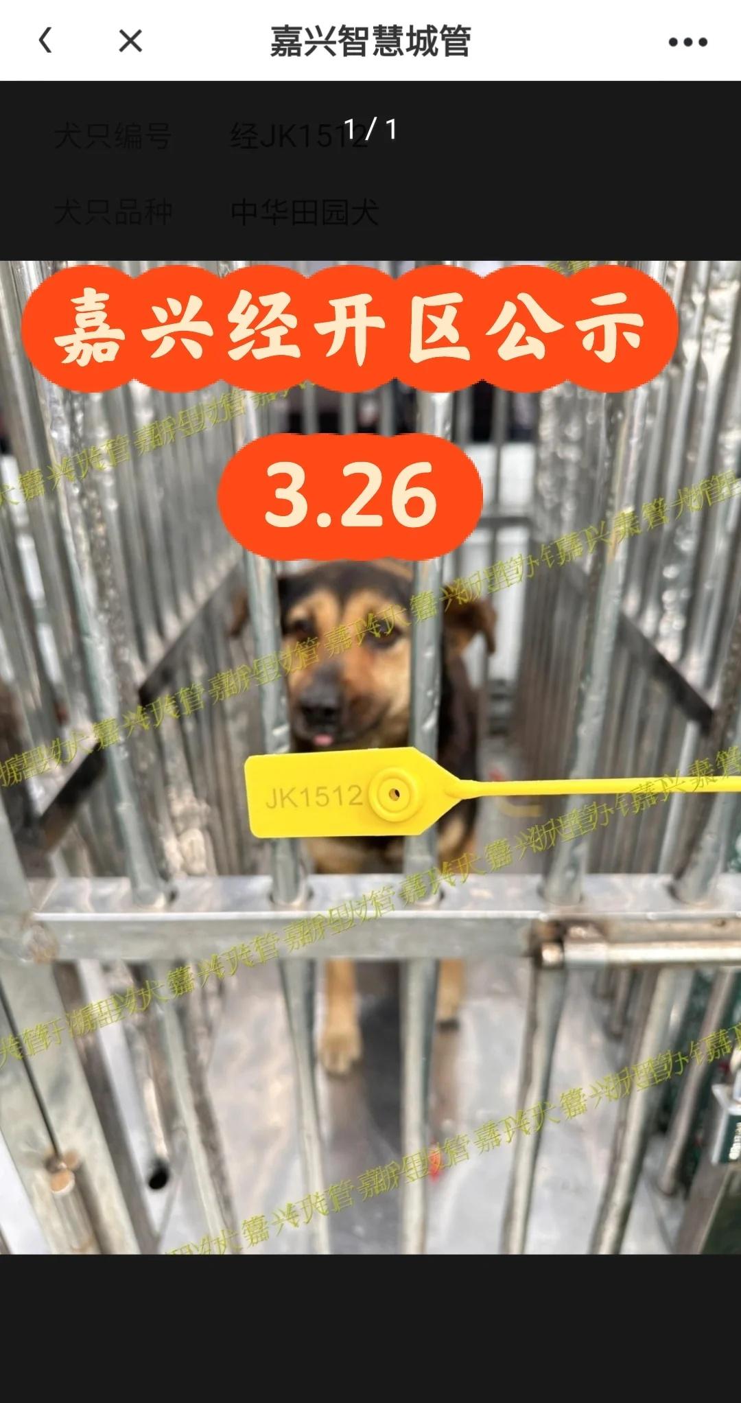 浙江浙里办嘉兴(经开区)2026.3.26犬只收容
嘉兴经开区寻狗 嘉兴秀洲区寻