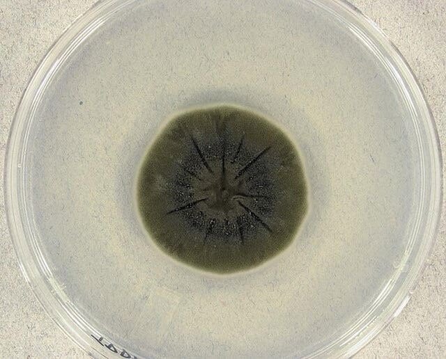 匪夷所思的事情，一种放射性营养真菌Radiotrophic fungi(属于新型