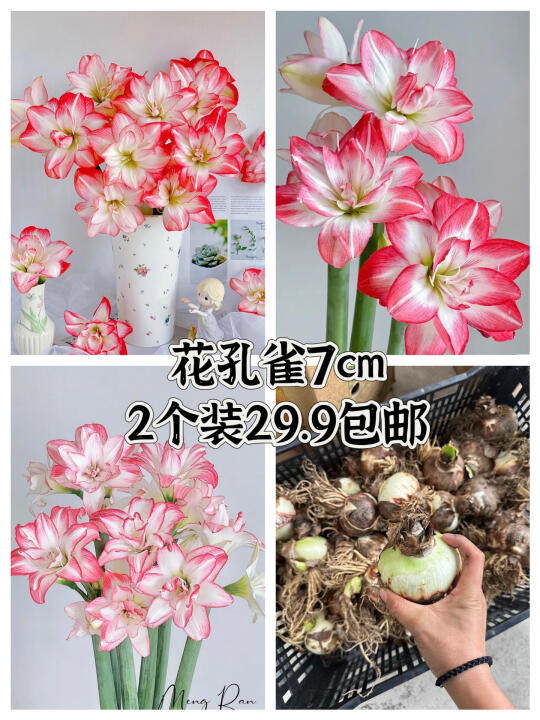 朱顶红花孔雀7cm2球29.9