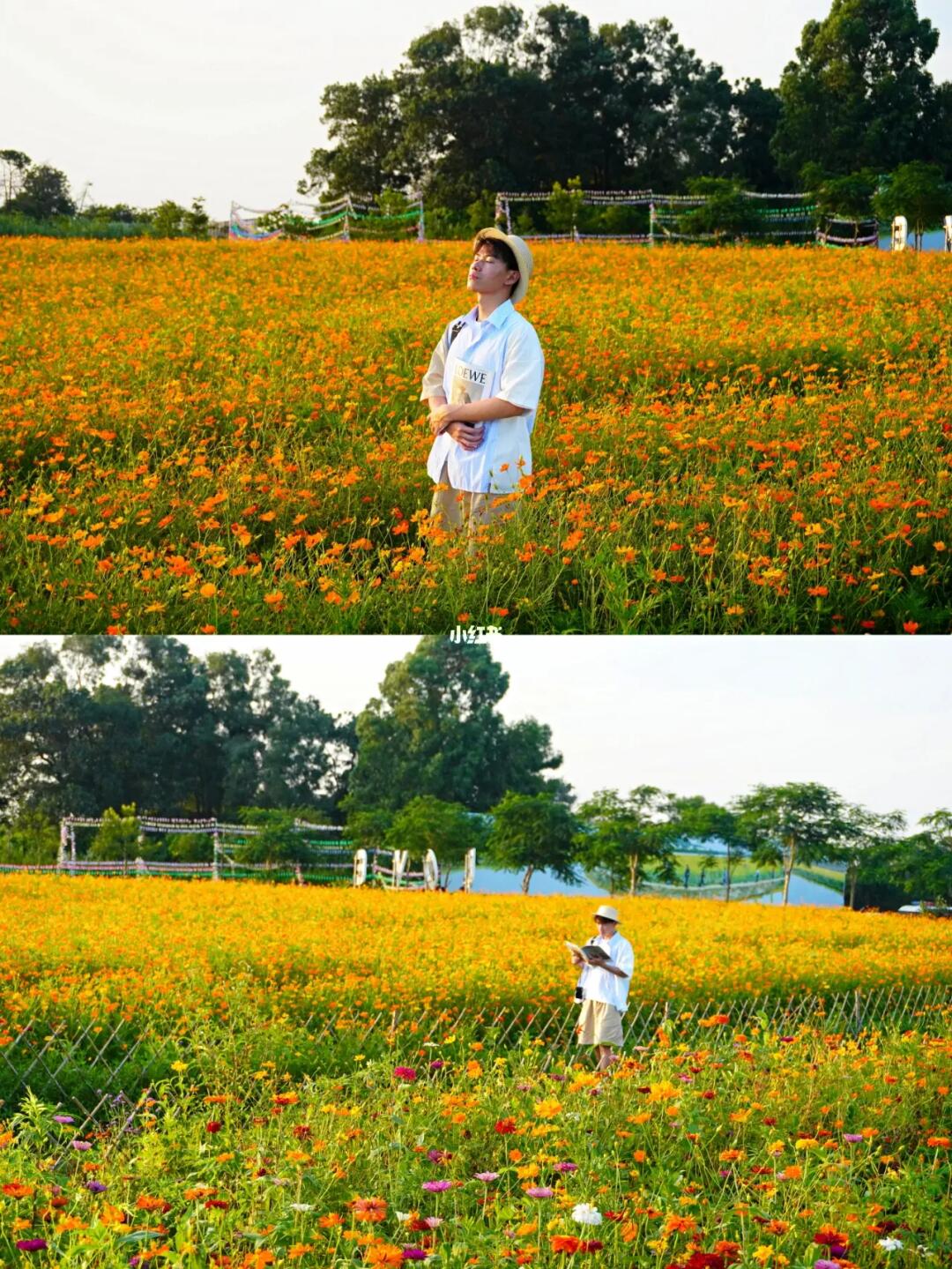 在东莞发现一片宝藏花海，我真的很爱