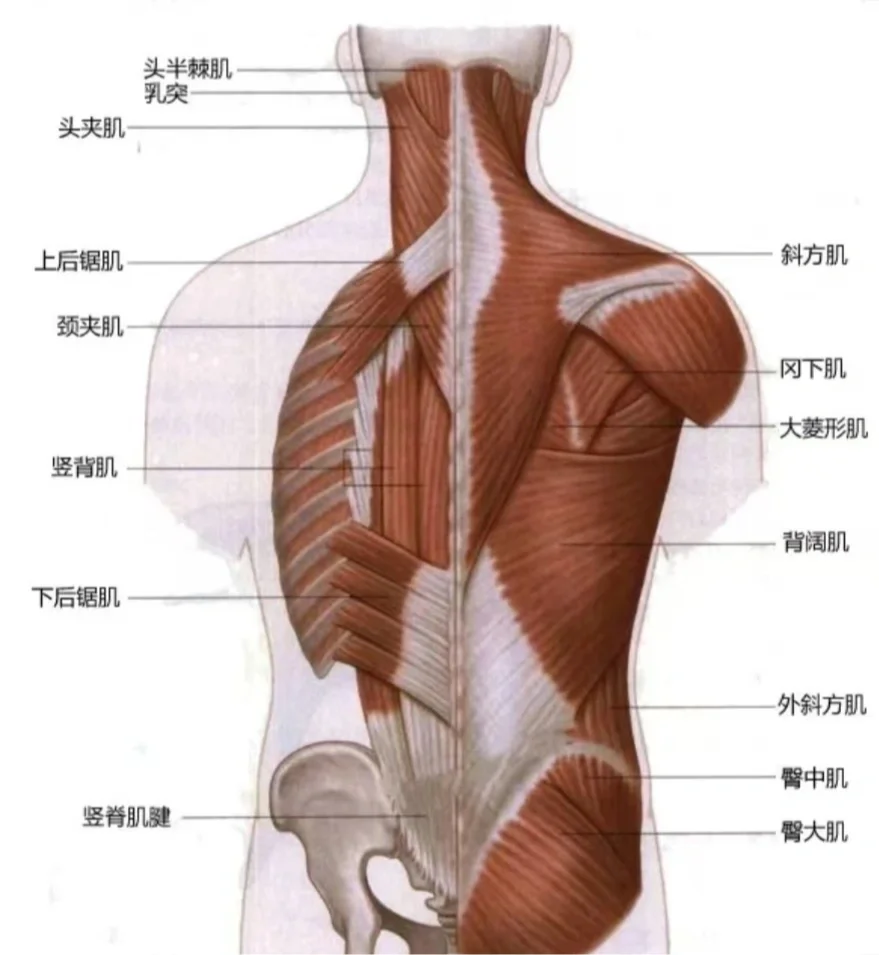 健身必看🏋️